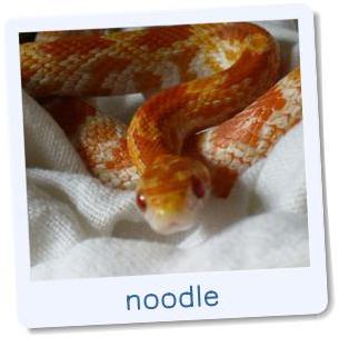 noodle