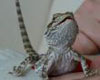 reptile temperature monitor